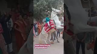 rupal horse dancer | horse | horse dance | #rupalghodi #shorts