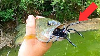 Real Spider vs. Spider Lure Fishing Challenge!