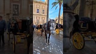 Shorts승리의광장(세비야대성당)Triumph Square between Seville Cathedral & Alcazar Entrance in Seville,Spain스페인