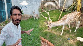 Ye Deer Tu Bht Taiz Bi Hai Or Bht Piyara Bi  || Mini Zoo Main Aj Phir Sy Barish ️