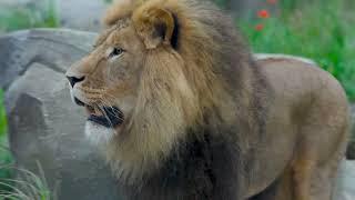 Lions explore their new enclosure