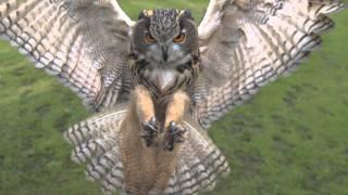 Full HD High Speed Movie - Eagle owl 2 - Photron SA2