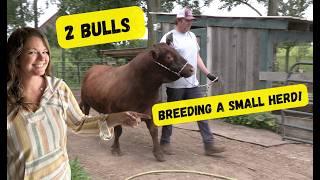 2 Bulls Breeding a Small Herd of Cows!