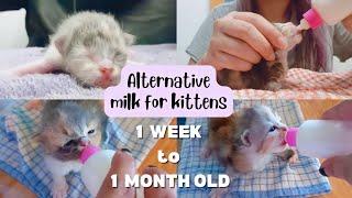 MILK FOR CATS KITTENS | BOTTLE FEEDING CATS | GATAS PARA SA PUSA