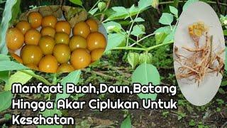 Khasiat-Manfaat Buah-Daun-Batang-Dan Akar Ciplukan/Cecenet Untuk Kesehatan,Cecendet