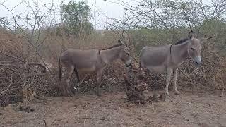 #donkey #excited #viralvideo #in#my#village