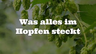 Was alles im Hopfen steckt! 4K