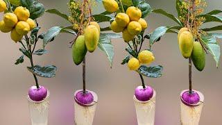 How To Grow Mango Trees From Mango Branch and Lemon Trees From Lemon Branch in Onion and Water