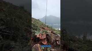 Helicopter forestry failure: epic tree retrieval attempt gone wrong!