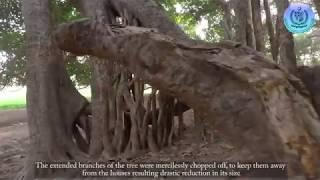 The Biggest banyan tree in Pakistan in Russian Language (Самый большой баньян в Пакистане)