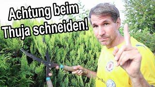 Thuja schneiden - Typische Fehler - Das solltest du unbedingt vorher wissen!