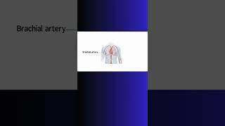 BRACHIAL ARTERY!  BLOOD PRESSURE! #bloodpressure #cardiovascular  #physiology #blood #aorta #heart