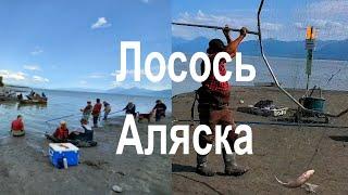 DIP-NET FISHING. ALASKA. Fish Creek. Лосось рыбалка сачком. Такого вы ещё не видели.