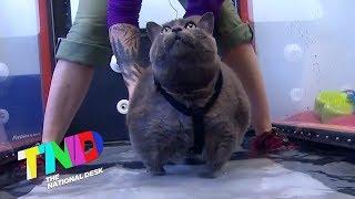 Viral cat 'Cinderblock' is on a mission to lose weight