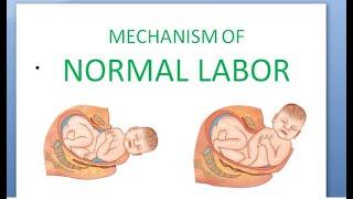 Obstetrics 167 Mechanism of Labor Normal How does baby delivery fetus movement head newborn