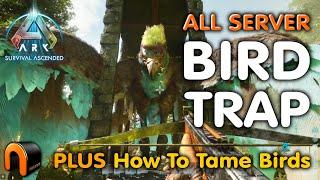 ARGY TRAP How to TAME BIRDS ARK Survival Ascended