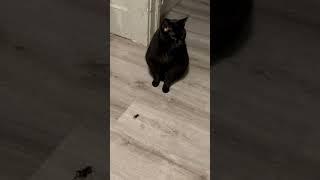 My cat versus a cricket ￼