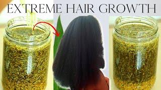 The Most Potent Rosemary Hair Growth Oil  GROW LONGER THICKER HAIR TO WAIST LENGTH