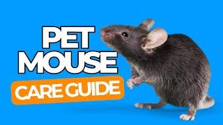 PET MOUSE CARE 101 - Happy Pet Mice Guide for Beginners