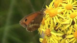 Gatekeeper (Hedge Brown)