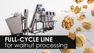 95% automation of walnut processing. Industrial line for walnuts