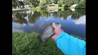 Easy Way To Catch Tilapia In Florida - Tilapia Galore - Let's Catch Some - Tilapia Fishing