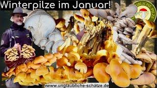 Pilz Neujahr! Pilzjahr - Winterpilze gut für Einsteiger! Pilze suchen & Pilze sammeln im Januar 2025