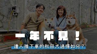 一年不見！遭人推下車的秋田犬過得如何？