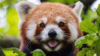 60 Seconds of Cute and Curious Red Pandas - Fun Facts and Adorable Footage!