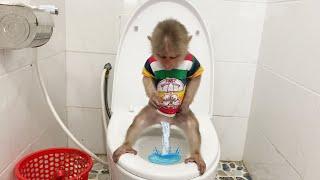 Smart monkey SinSin pees in the potty without help from Dad