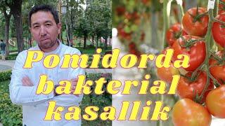 POMIDORDA BAKTERIAL KASALLIK BAKTERIAL DOGLANISH          BAKTERIALNIY PYATNISTOST