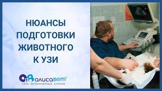 УЗИ кошкам и собакам | Особенности подготовки