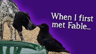 Fable the Raven | When I first met Fable