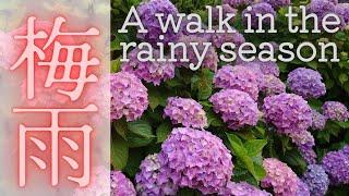 梅雨の散歩 A walk in the rainy season.