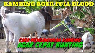 KAMBING BOER FULL BLOOD | CARA MENGAWINKAN KAMBING SUPAYA PASTI BUNTING