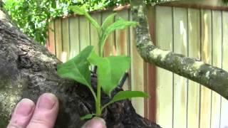 FAST REMOVAL OF NEW APPLE TREE WATERSHOOTS