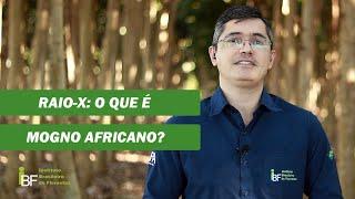 O que é mogno africano?