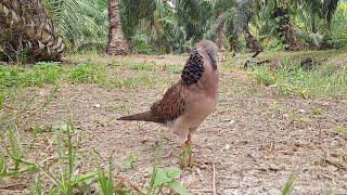 burung terkukur pasti akan ikut berbunyi ‼️ suara seperti inilah yang membuat terkukur ikut EMOSI