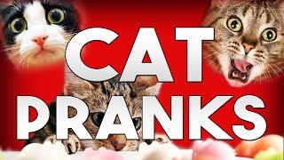 BEST CAT PRANKS