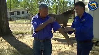 Farrier - Action and Moves