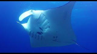 COME DIVE WITH ME IN INDONESIA- 110 minutes underwater relaxation video.