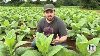 How Broadleaf tobacco is primed in Connecticut, featuring Nicholas Melillo