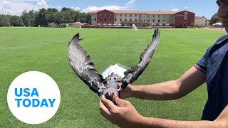 Nature-friendly 'drone birds' will help study energy conservation | USA TODAY