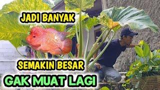 BERHASIL BESAR SAMPE KAGA MUAT DI KOLAM || MULAI MUTASI WARNA IKAN LOUHAN