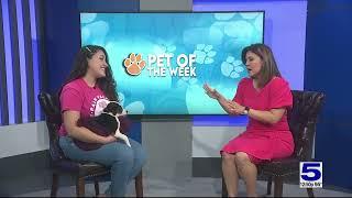 Pet of the Week: Astrea, the Rottweiler-mix