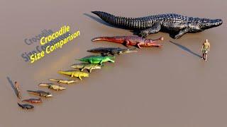 Crocodile Size Comparison #animation #animals