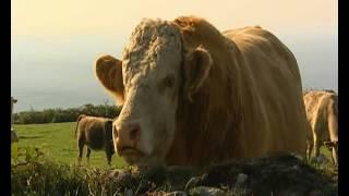 A Wild Cornish Summer - BBC 2005