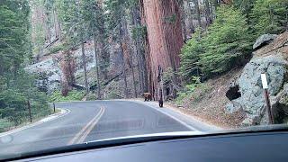 Very lonely scenic drive along the Generals Highway at Sequoia and Kings Canyon National Park