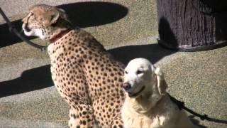 Cheetah and Dog Show - San Diego Zoo