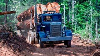 Very Dangerous Huge Wood Logging with Small Truck Driving Perfect Skills